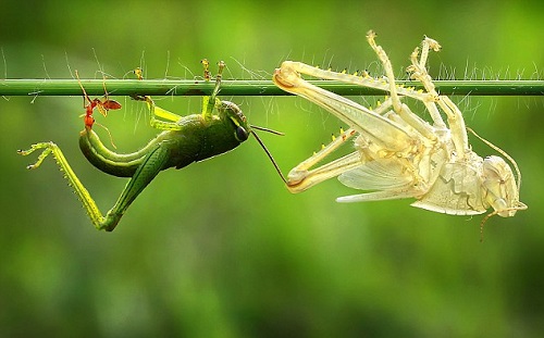 Mơ thấy côn trùng điềm báo gì?