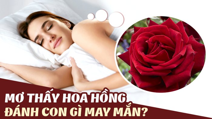 Mơ thấy hoa hồng đánh con gì?