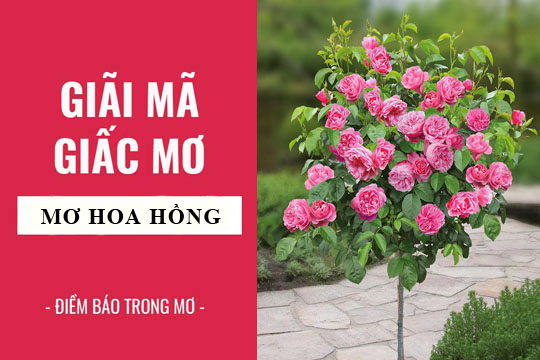 Ý nghĩa của giấc mơ thấy hoa hồng