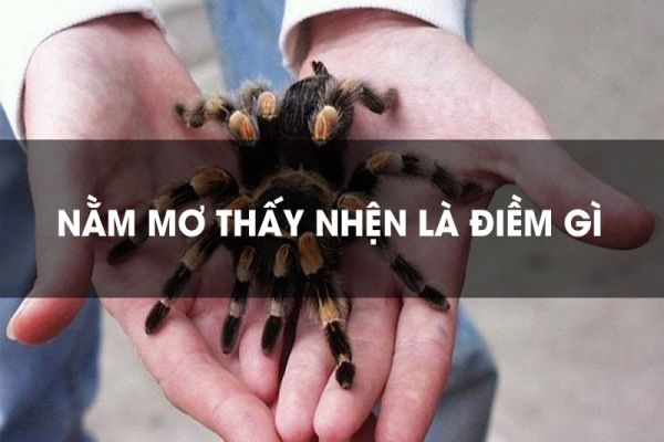 Chiêm bao thấy nhện điềm gì?